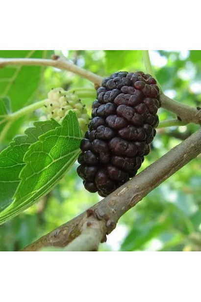 Шовковиця біла Чорна Баронесса